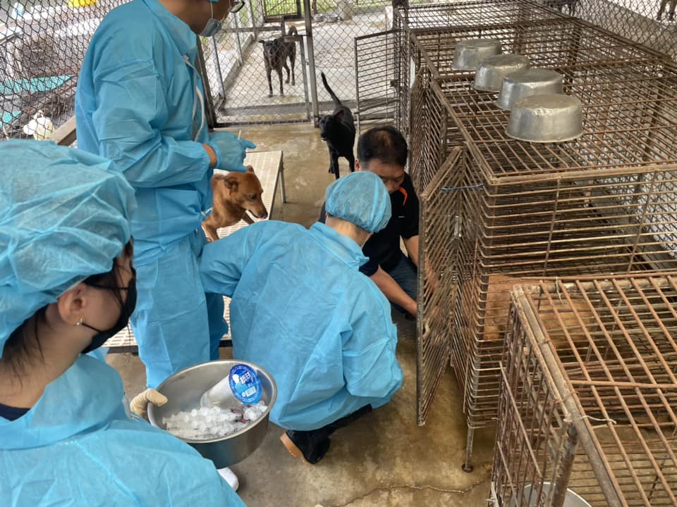 嘉義大學獸醫學系師生義務施打疫苗，守護護生園區動物安康